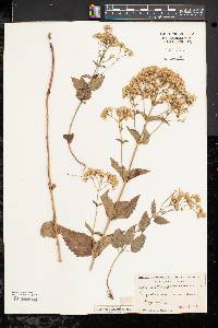 Eupatorium aromaticum image