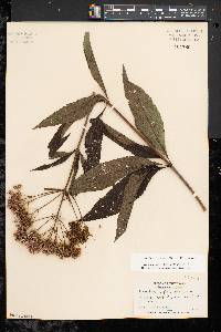 Eutrochium fistulosum image