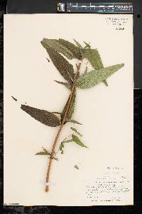 Eupatorium sessilifolium image