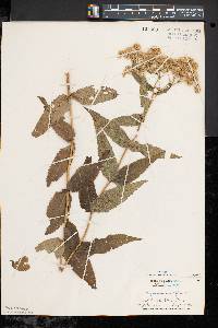 Eupatorium sessilifolium image