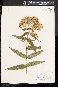 Eupatorium sessilifolium image