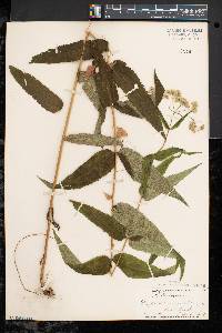 Eupatorium sessilifolium image