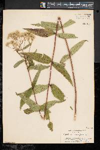 Eupatorium sessilifolium image