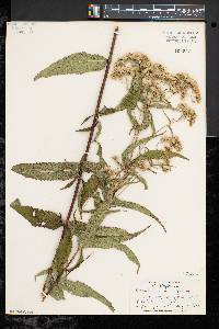 Eupatorium sessilifolium image