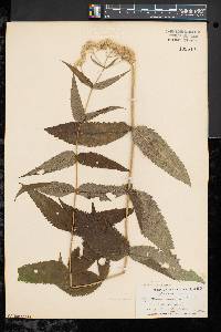 Eupatorium sessilifolium image