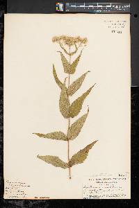 Eupatorium sessilifolium image