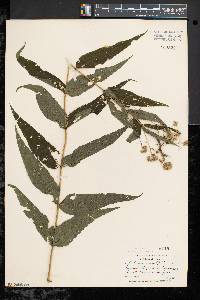 Eupatorium sessilifolium image