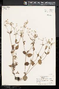 Galinsoga quadriradiata image
