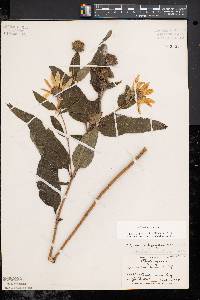 Helianthus strumosus image