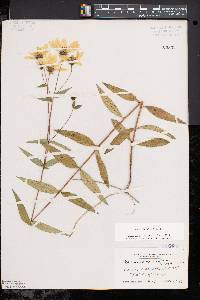 Helianthus divaricatus image