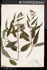Helianthus microcephalus image