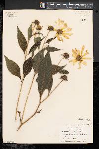 Helianthus tuberosus image