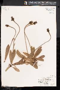 Hieracium aurantiacum image