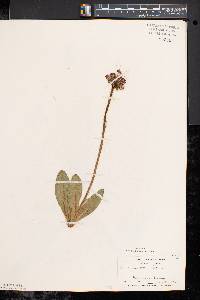 Hieracium aurantiacum image