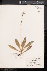 Hieracium aurantiacum image