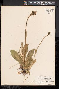 Hieracium aurantiacum image