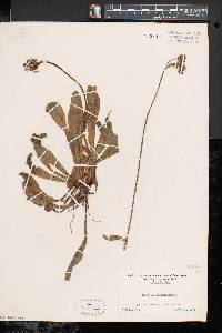 Hieracium aurantiacum image