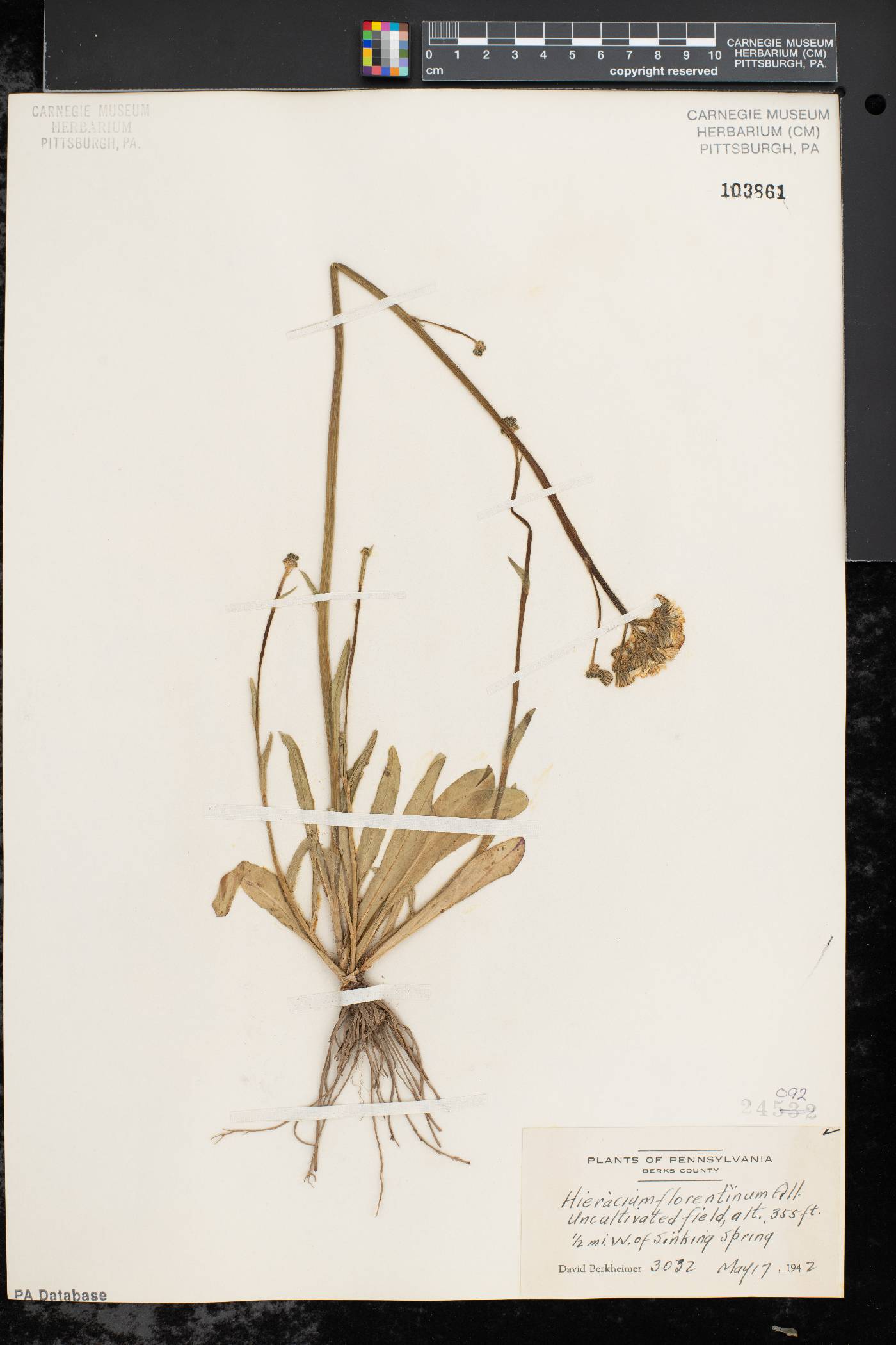 Hieracium piloselloides image