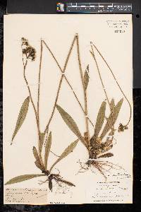 Hieracium caespitosum image