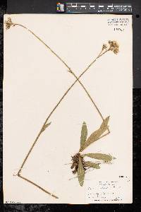 Hieracium caespitosum image