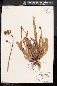 Hieracium caespitosum image