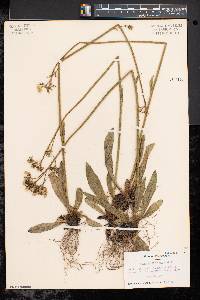 Hieracium caespitosum image