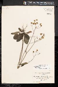 Hieracium venosum image