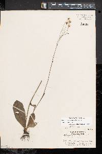 Hieracium venosum image