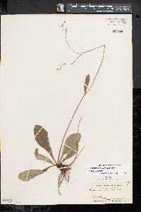 Hieracium venosum subsp. venosum image