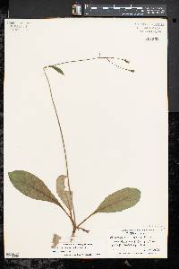 Hieracium venosum subsp. venosum image