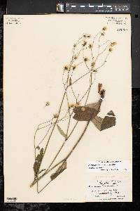 Hieracium venosum subsp. venosum image