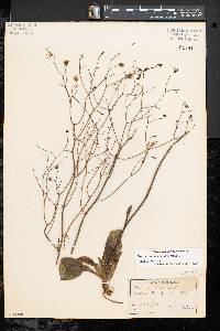 Hieracium venosum image