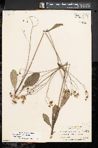Hieracium venosum subsp. venosum image