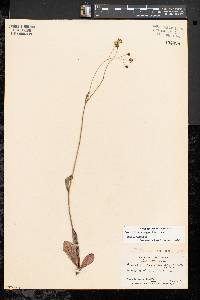 Hieracium venosum image