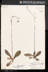 Hieracium venosum subsp. venosum image