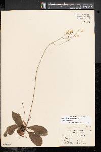 Hieracium venosum image