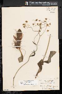 Hieracium venosum subsp. venosum image