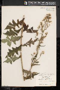 Lactuca biennis image