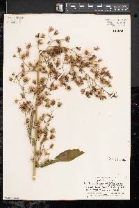 Lactuca biennis image