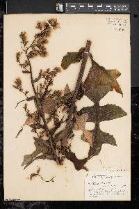 Lactuca biennis image