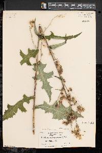 Lactuca biennis image