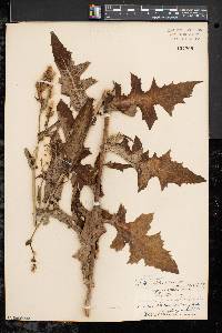 Lactuca biennis image