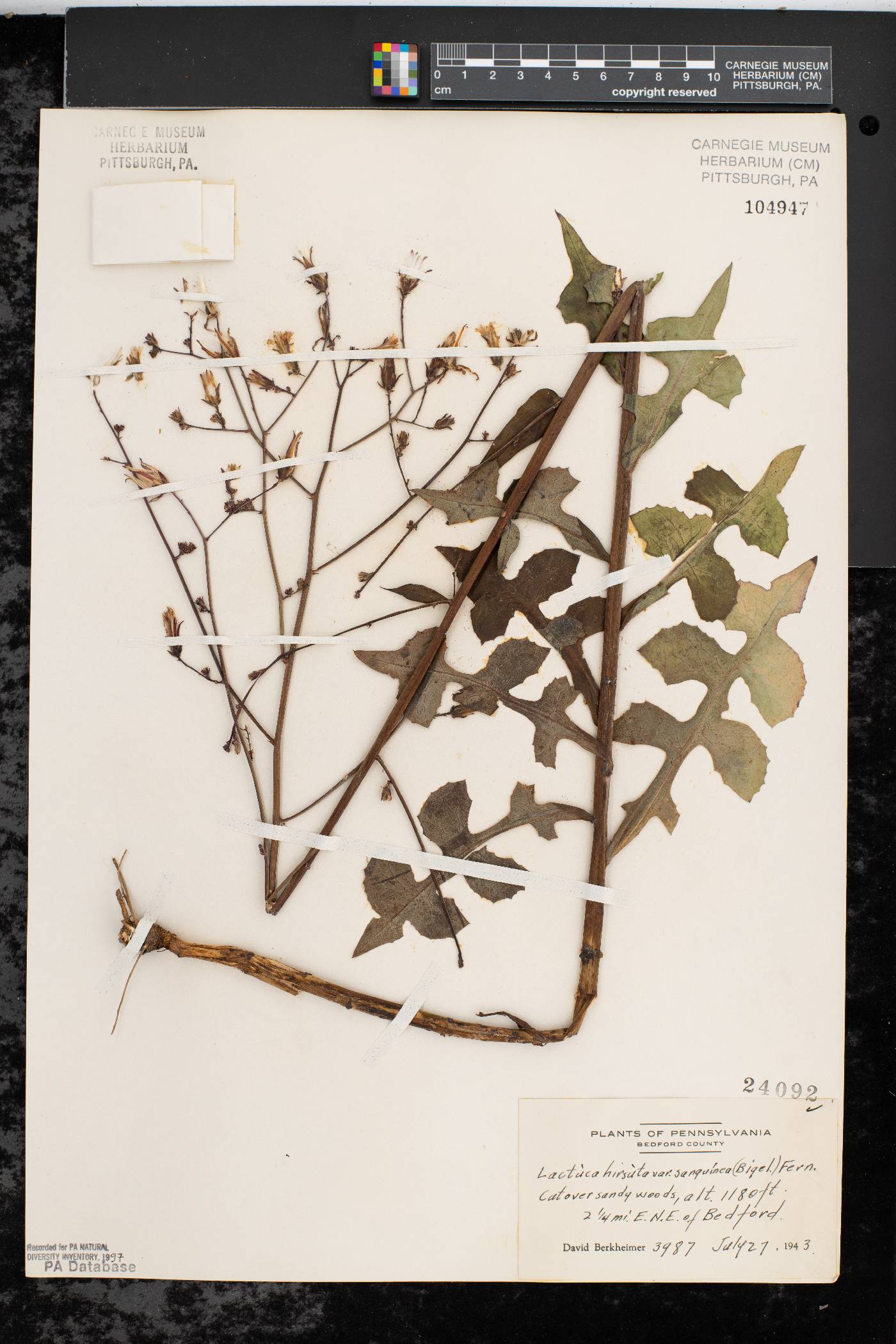 Lactuca hirsuta var. sanguinea image