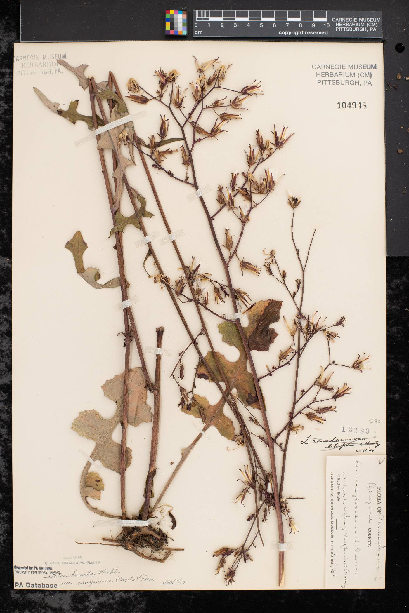 Lactuca hirsuta var. sanguinea image