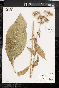 Parthenium integrifolium image