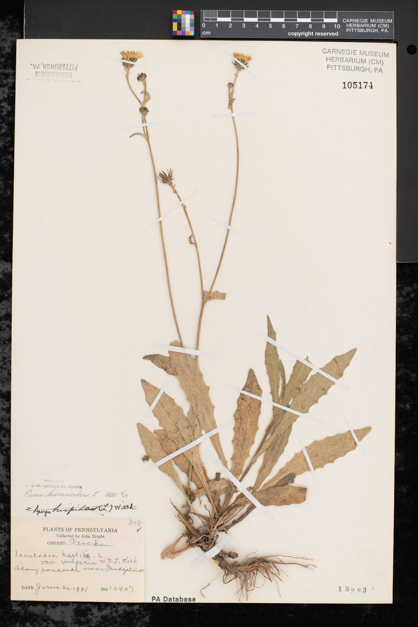 Picris hieracioides image