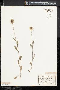 Rudbeckia hirta var. pulcherrima image