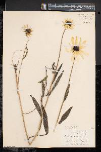 Rudbeckia hirta var. pulcherrima image