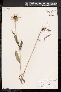 Rudbeckia hirta var. hirta image