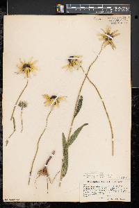 Rudbeckia hirta var. pulcherrima image